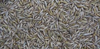 Gdzie produkowane są telefony Xiaomi?